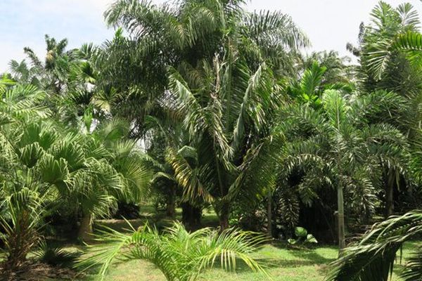 Une photo du palmetum de Macouria