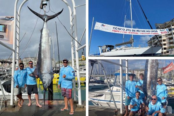 A gauche, le marlin de 239 kilos pris par le bateau Liloo. A droite, l'affichage du concours, et le poisson de 220 kilos ramené samedi.