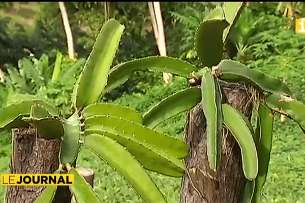 Le pitaya, fruit d'un cactus pousse en Polynésie