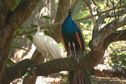 A Nouméa, le parc zoologique et forestier rouvre ses portes au public