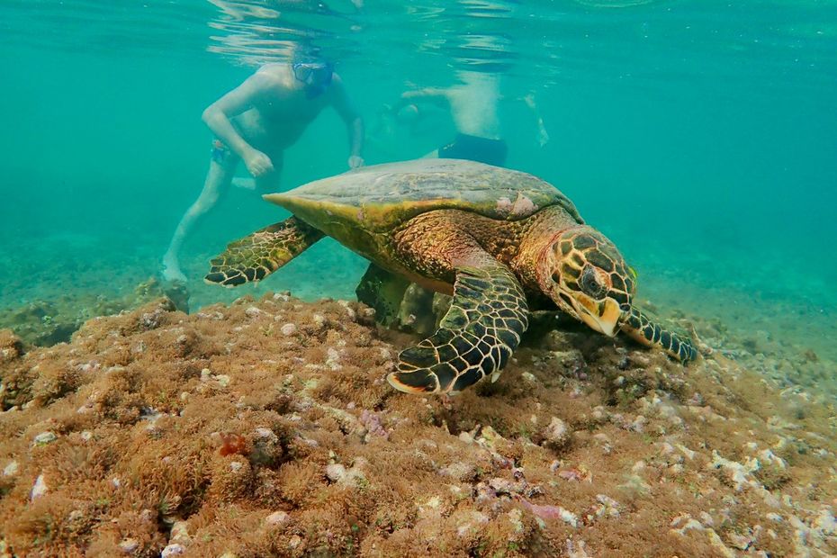 Santé et bien-être des tortues terrestres : Okivét vous résume l