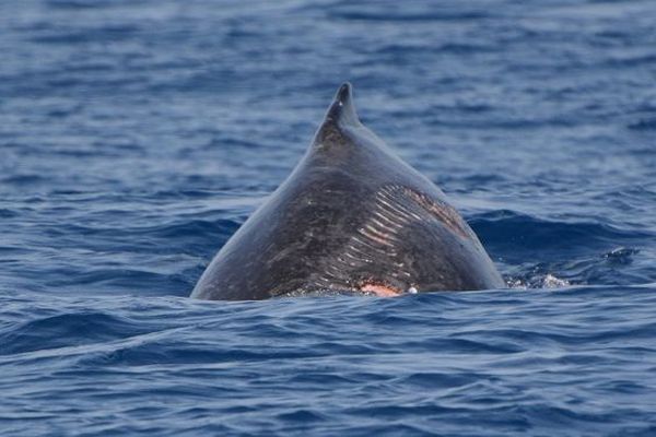 Un baleineau blessé par une hélice de bateau a été photographié par l’association Globice.