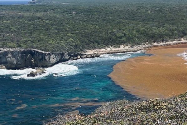 Des échouements en masse de sargasses sont prévus sur nos côtes