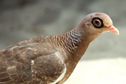 Après le singe vert, l'île de Saint-Martin envahie par une nouvelle espèce exotique, le pigeon Jounud