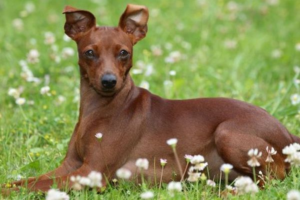 Pinscher