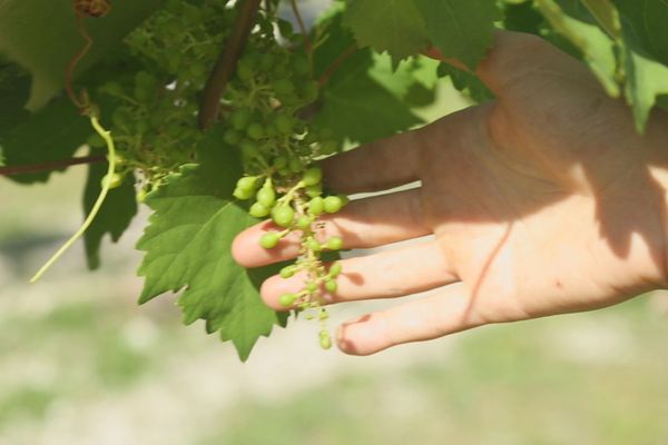 La culture de raisin de table n'en est encore qu'au stade de l'expérimentation à Tikehau.