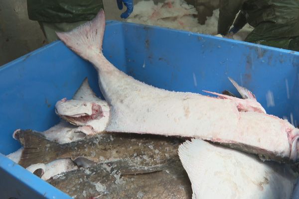 350 tonnes de quota de pêche de flétan blanc sont actuellement attribués aux armements de Saint-Pierre et Miquelon.