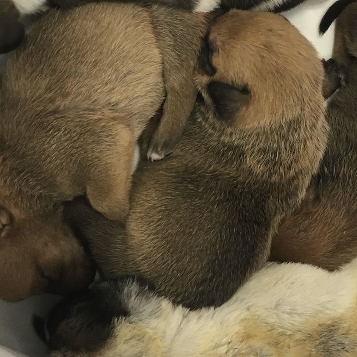 Vidéo : des chiots et des hommes pour le calendrier des pompiers