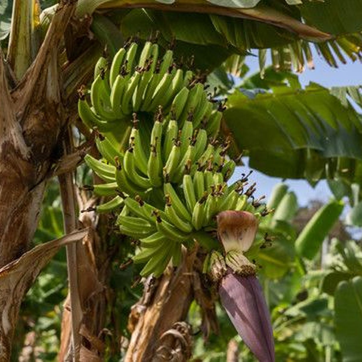 Economie L Epoque De L Apres Banane Est Elle Arrivee Martinique La 1e