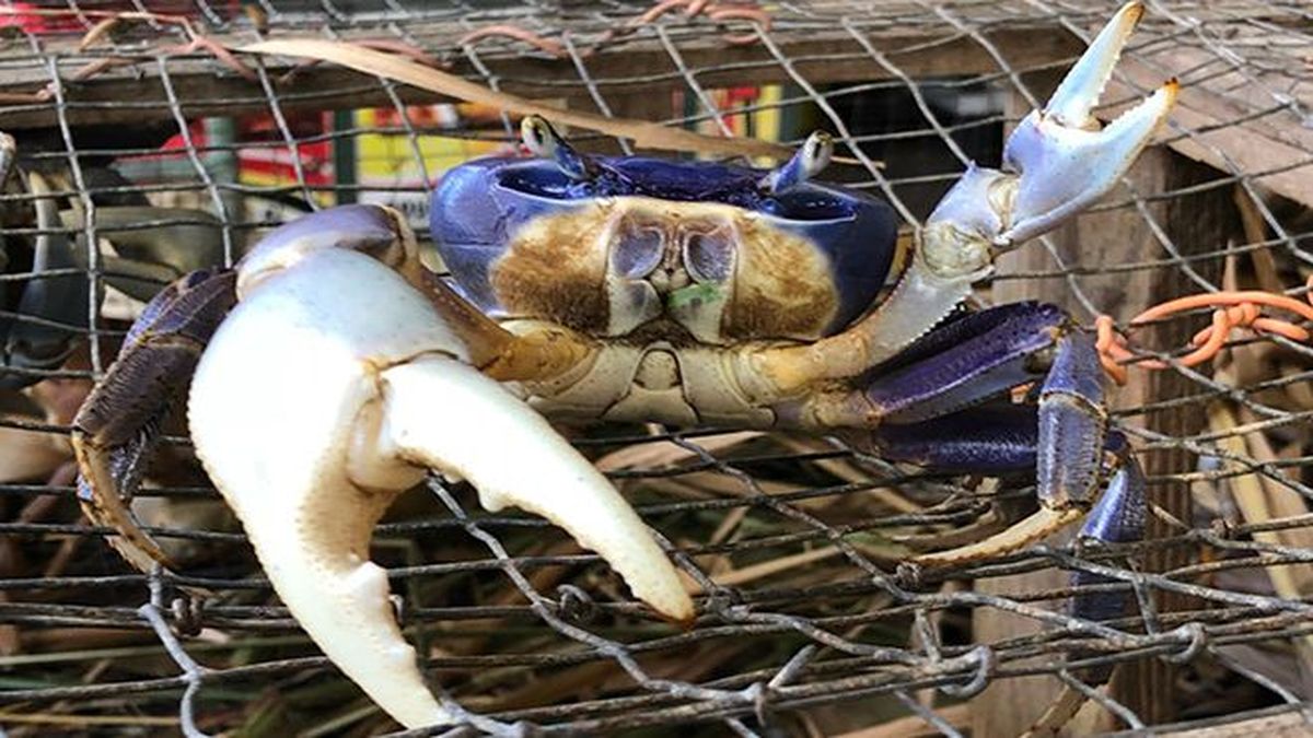 Lheure du crabe a sonné en Martinique - Martinique la 1ère