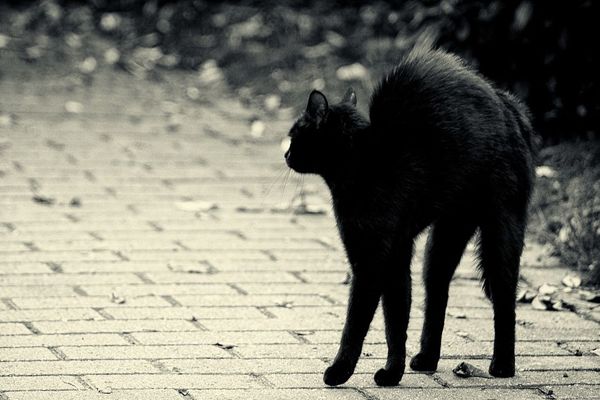 Chat noir