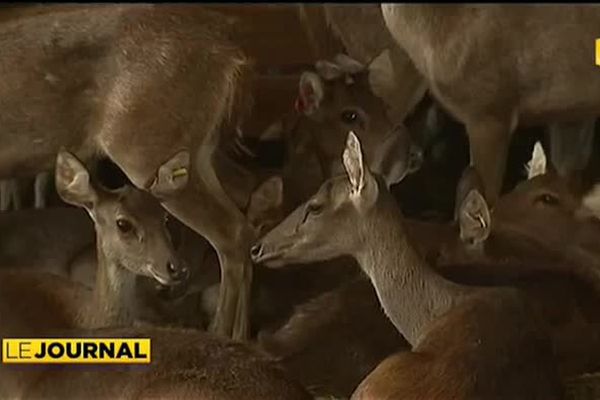 Nouvelle Calédonie : La foire du cerf