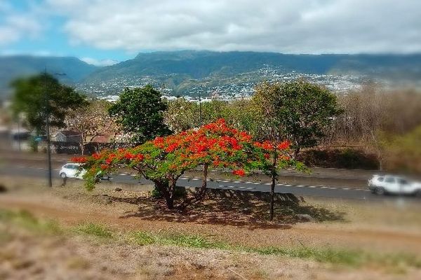 Flamboyant Le Port novembre 2020