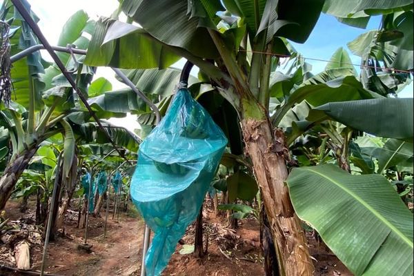 Champs de banane, Robert (octobre 2020).