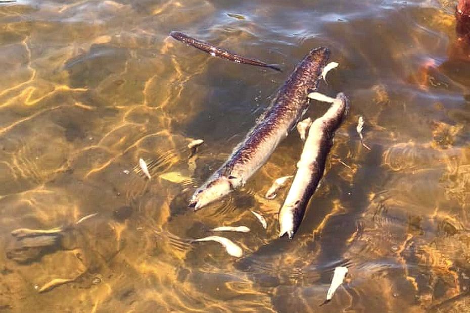 Madagascar Des Milliers De Poissons Morts à Fort Dauphin 1638