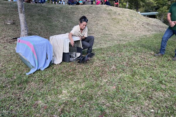 Cinq colliers blancs ont été relâchés au parc des Grandes fougères.