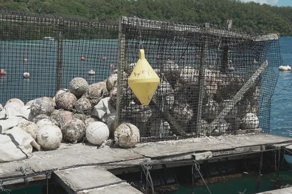 Une fois utilisées, si elles sont cassées, ces bouées deviennent des déchets. Pour Pacific Odyssey, c'est tout le contraire.