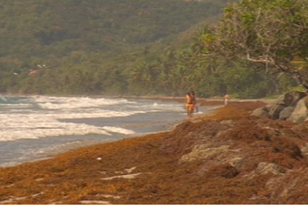 Plage et algues sargasses