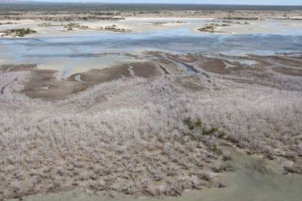 Mangrove Australie