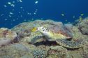 De nouveaux acteurs rejoignent le pacte de sauvegarde des tortues marines