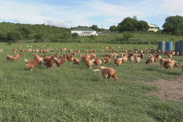 Poules pondeuses à Antigua-et-Barbuda