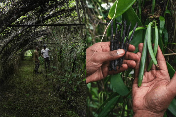 La vanilleraie de Petit Cocotier au Morne-Rouge en Martinique.