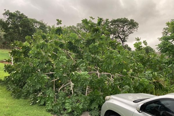 Arbre tombé devant une maison pendant la tempête Bret en Martinique.