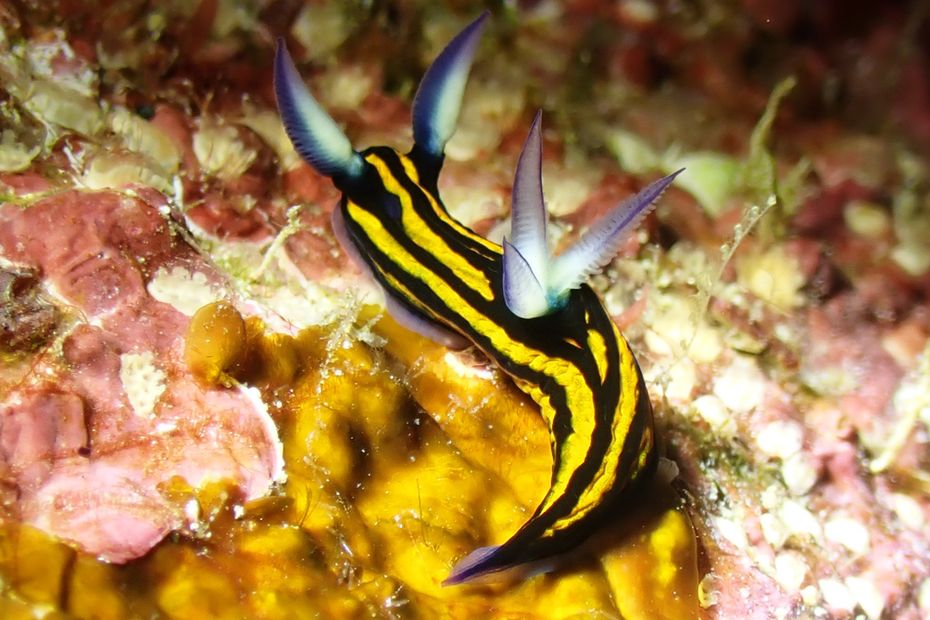 Photo of Nudibranquios desconocidos para la ciencia descubiertos en Poum