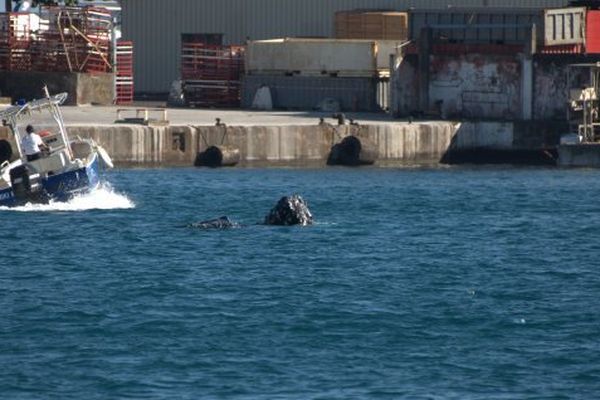 Déchets sur le lagon, les bateaux en danger