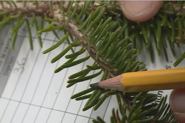 Environnement : la forêt de Miquelon menacée par un insecte