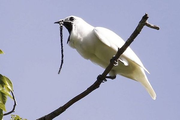 Araponga blanc