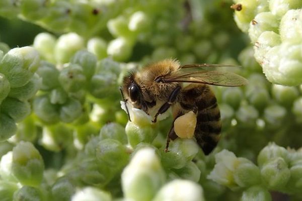 Abeille sur une fleur de veloutier