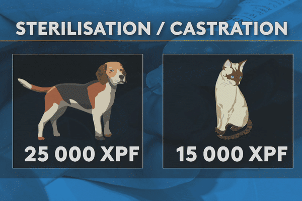 campagne stérilisation