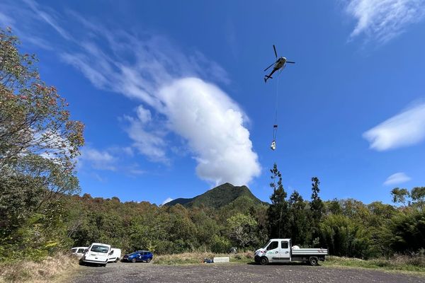 Démantèlement d'un camp de braconniers de palmistes à Bras-Panon