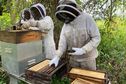 La production de miel de Martinique en danger à cause des fortes pluies