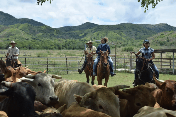 "Aujourd’hui, stockmen c’est un métier qui se perd parce que les propriétés sont plus petites”, explique Karlheinz Creugnet, l'éleveur attaché à la tradition. •