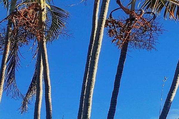 Palmier sur ciel bleu avril 2019