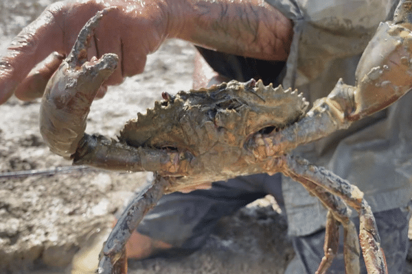 pêche au crabe