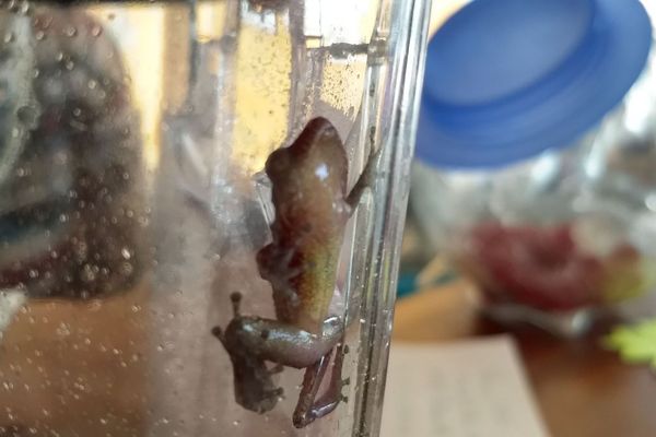 Une grenouille de Guadeloupe retrouvée dans des bananes en Normandie