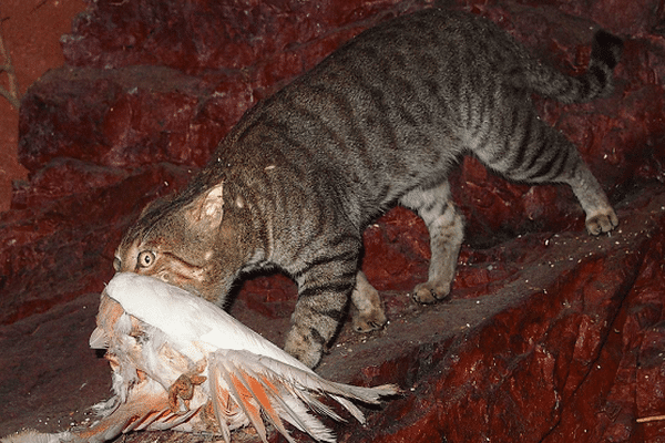 Australie Une Immense Cloture Contre Les Chats Outre Mer La 1ere