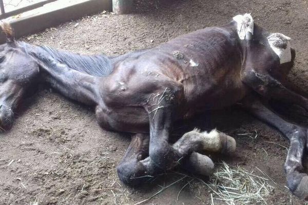 Le cheval Manatea dans un état desespéré