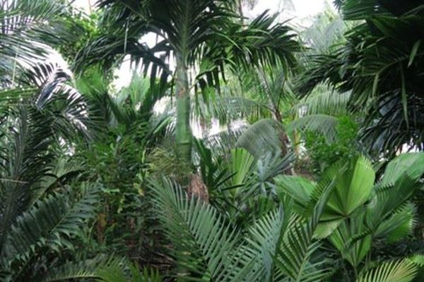 Areca macrocarpa