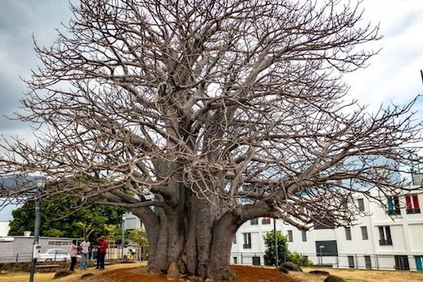 Le baobab des camélias à St-Denis plébiscité par les riverains