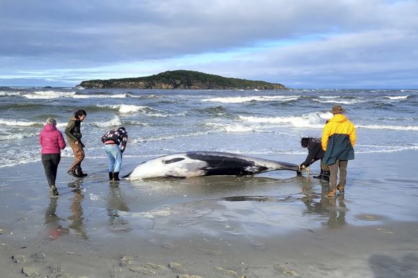 En juillet, la baleine la plus rare au monde, une baleine à bec de Travers, s'était échouée près de Taieri Mouth, au sud de la ville de Dunedin.