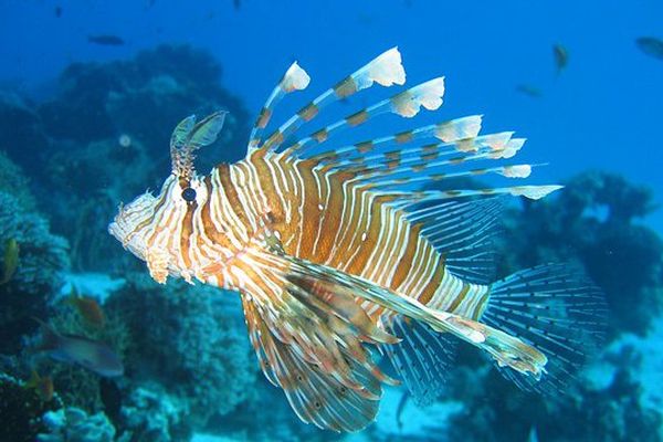 Lionfish Poisson lion