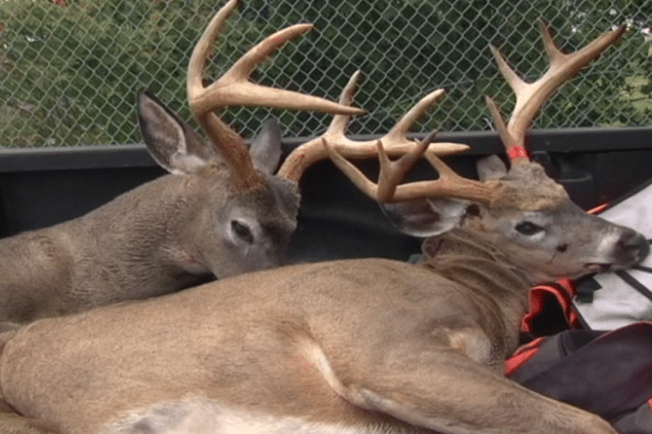 Premiers Retours De Chasse Au Chevreuil