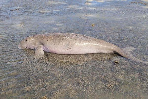 Le dugong échoué à La Foa, pris en photo le jour de sa découverte le 19 mai dernier.