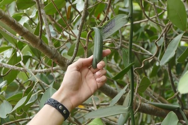 Le Brésil détient le nombre record de variétés de vanille sauvage