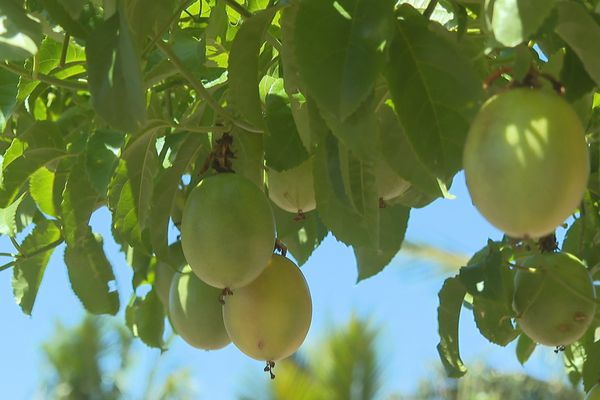 Les fruits de la passion souffrent de la sécheresse