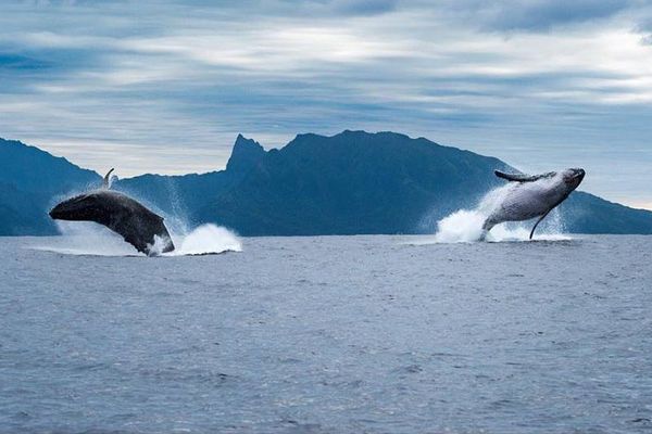 Les baleines sous l'oeil du photographe Sylvain Girardot